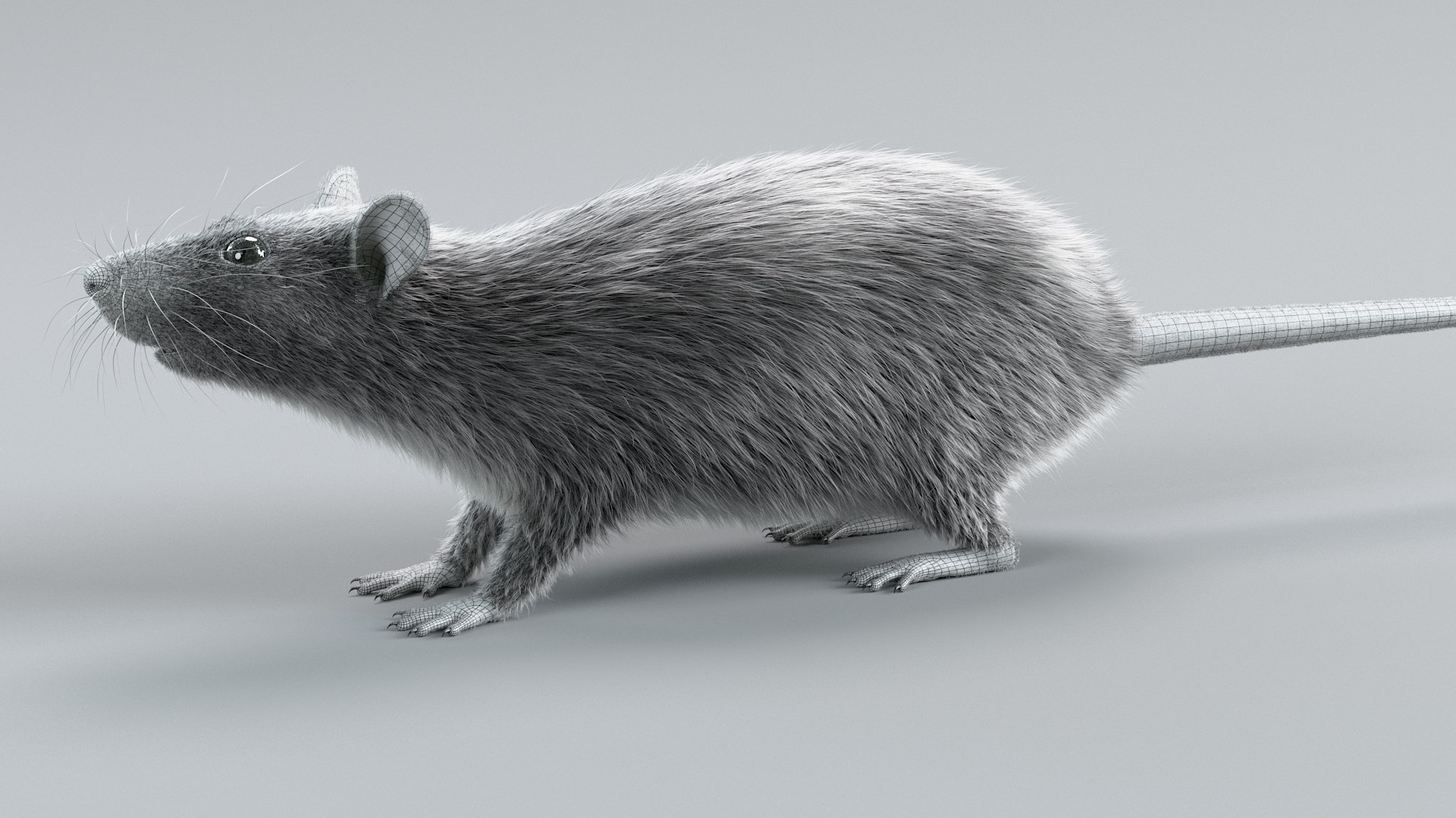 3D Norway Rat Static Xgen https://p.turbosquid.com/ts-thumb/IC/X1a8sx/Wl/norway_rat_static_18/jpg/1741614829/1920x1080/fit_q87/961ad0e193b1564bf57ec6eab6d6dab29b5907b7/norway_rat_static_18.jpg