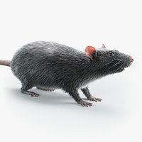 Norway Rat Static Xgen