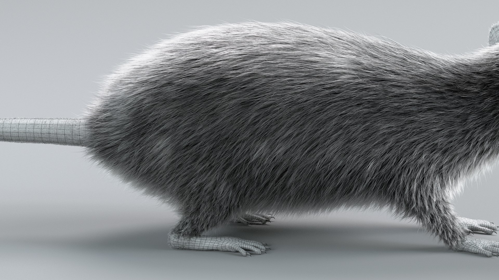 3D Norway Rat Static Xgen https://p.turbosquid.com/ts-thumb/IC/X1a8sx/eh/norway_rat_static_21/jpg/1741614834/1920x1080/fit_q87/e2bd275f62f41269802e97ffb216d5f7bc542613/norway_rat_static_21.jpg