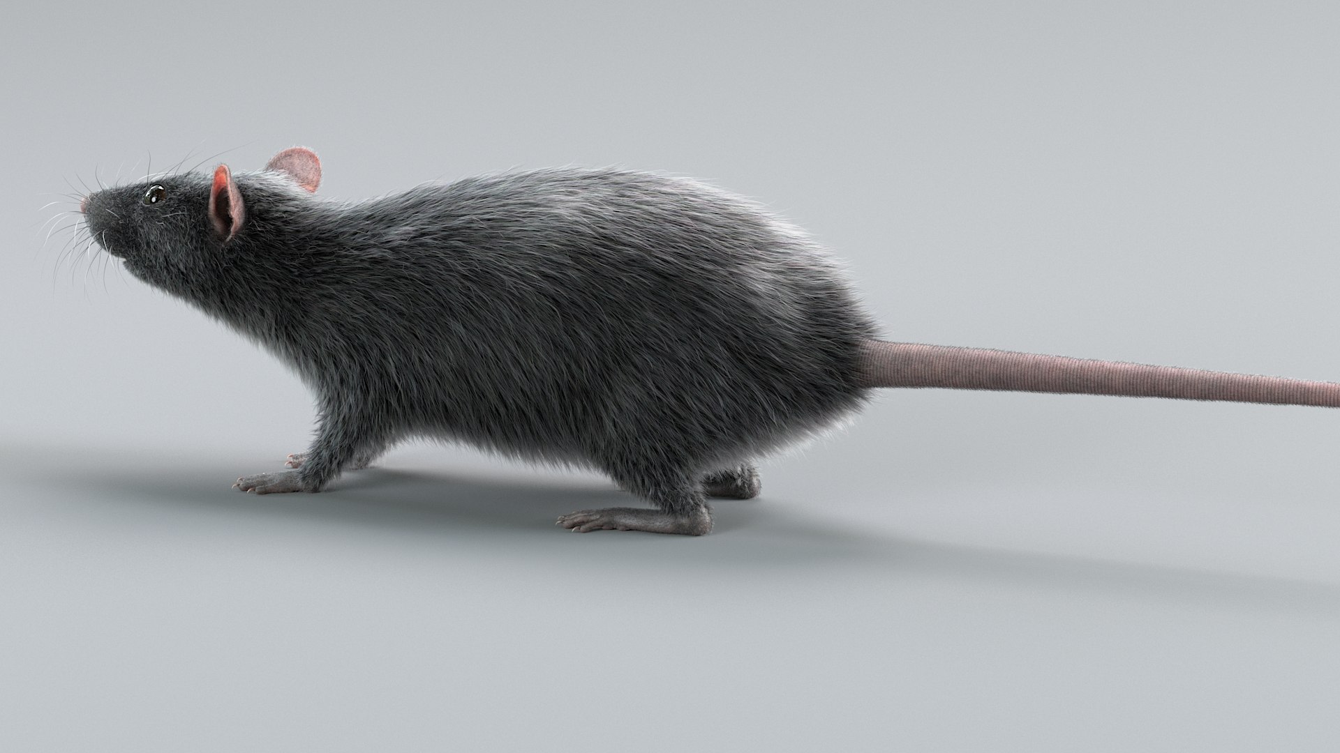 3D Norway Rat Static Xgen https://p.turbosquid.com/ts-thumb/IC/X1a8sx/fs/norway_rat_static_07/jpg/1741614813/1920x1080/fit_q87/fa314b7f174e3d21ff07c4b7a5cf961e39ac4d40/norway_rat_static_07.jpg