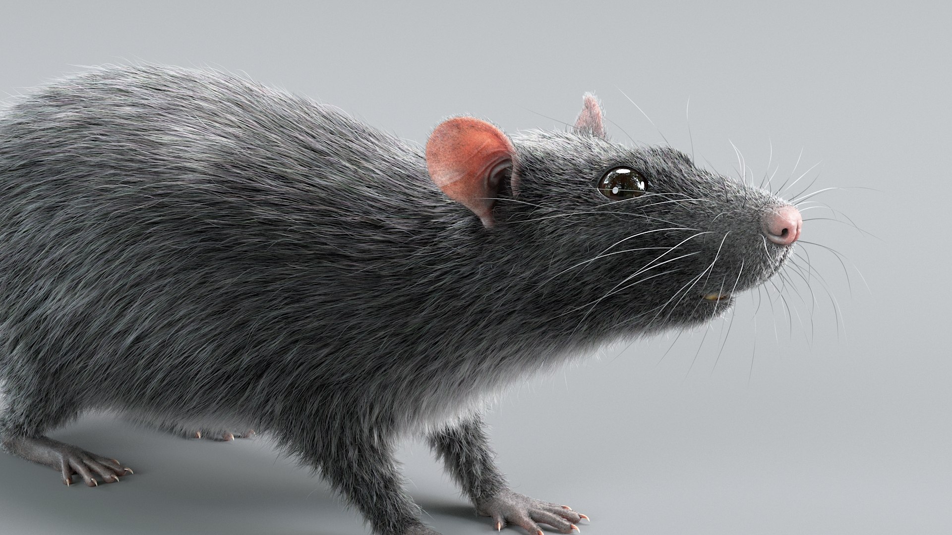 3D Norway Rat Static Xgen https://p.turbosquid.com/ts-thumb/IC/X1a8sx/jK/norway_rat_static_10/jpg/1741614819/1920x1080/fit_q87/cd189cf8ab4cf4dc7d37c08b4b285178bc57f957/norway_rat_static_10.jpg
