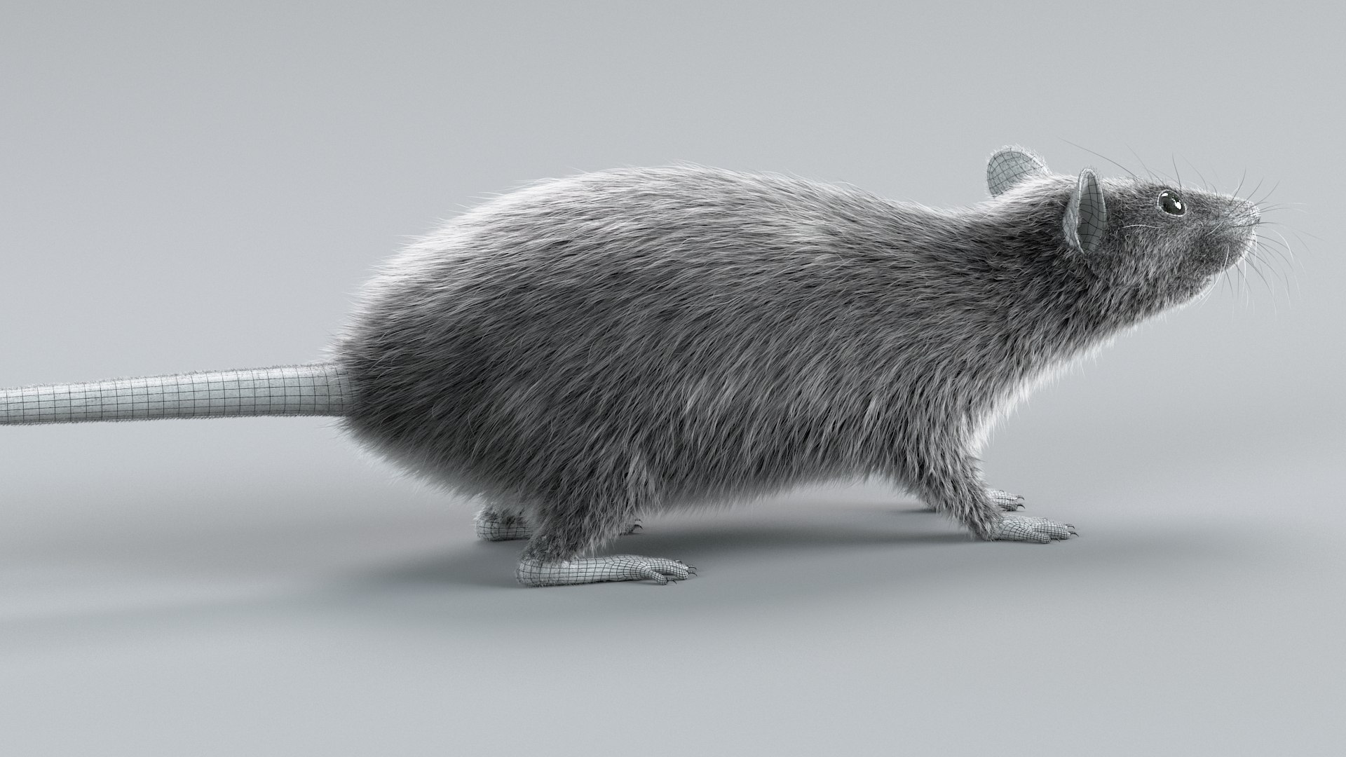 3D Norway Rat Static Xgen https://p.turbosquid.com/ts-thumb/IC/X1a8sx/ku/norway_rat_static_14/jpg/1741614824/1920x1080/fit_q87/21b13f65106bf9df6fe444ee1b27f1f7fd7924dd/norway_rat_static_14.jpg