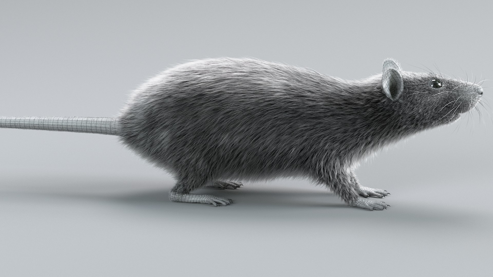 3D Norway Rat Static Xgen https://p.turbosquid.com/ts-thumb/IC/X1a8sx/r5/norway_rat_static_13/jpg/1741614823/1920x1080/fit_q87/ebfe26d587799e5148b147b31a71d80e03f42d4e/norway_rat_static_13.jpg