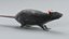 Norway Rat Static Xgen