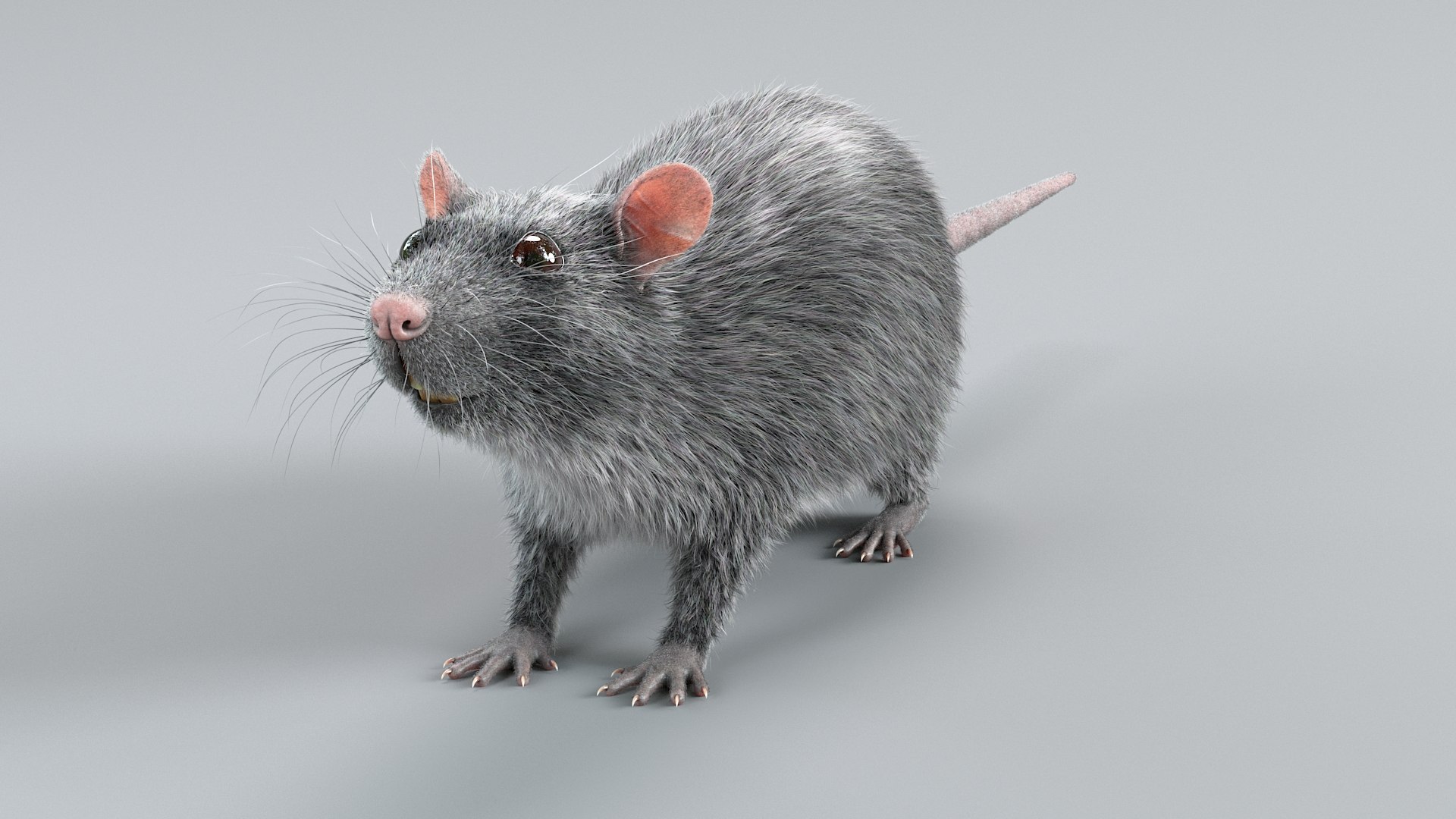 3D Norway Rat Static Xgen https://p.turbosquid.com/ts-thumb/IC/X1a8sx/zd/norway_rat_static_09/jpg/1741614816/1920x1080/fit_q87/5333ca5f2a24ff98ffe30d4b946c8bb877a046ba/norway_rat_static_09.jpg