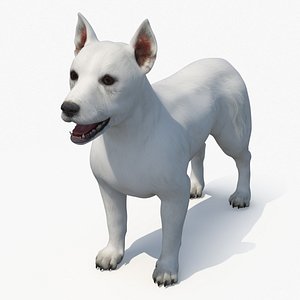 West Highland White Terrier Standard Pose 3D model