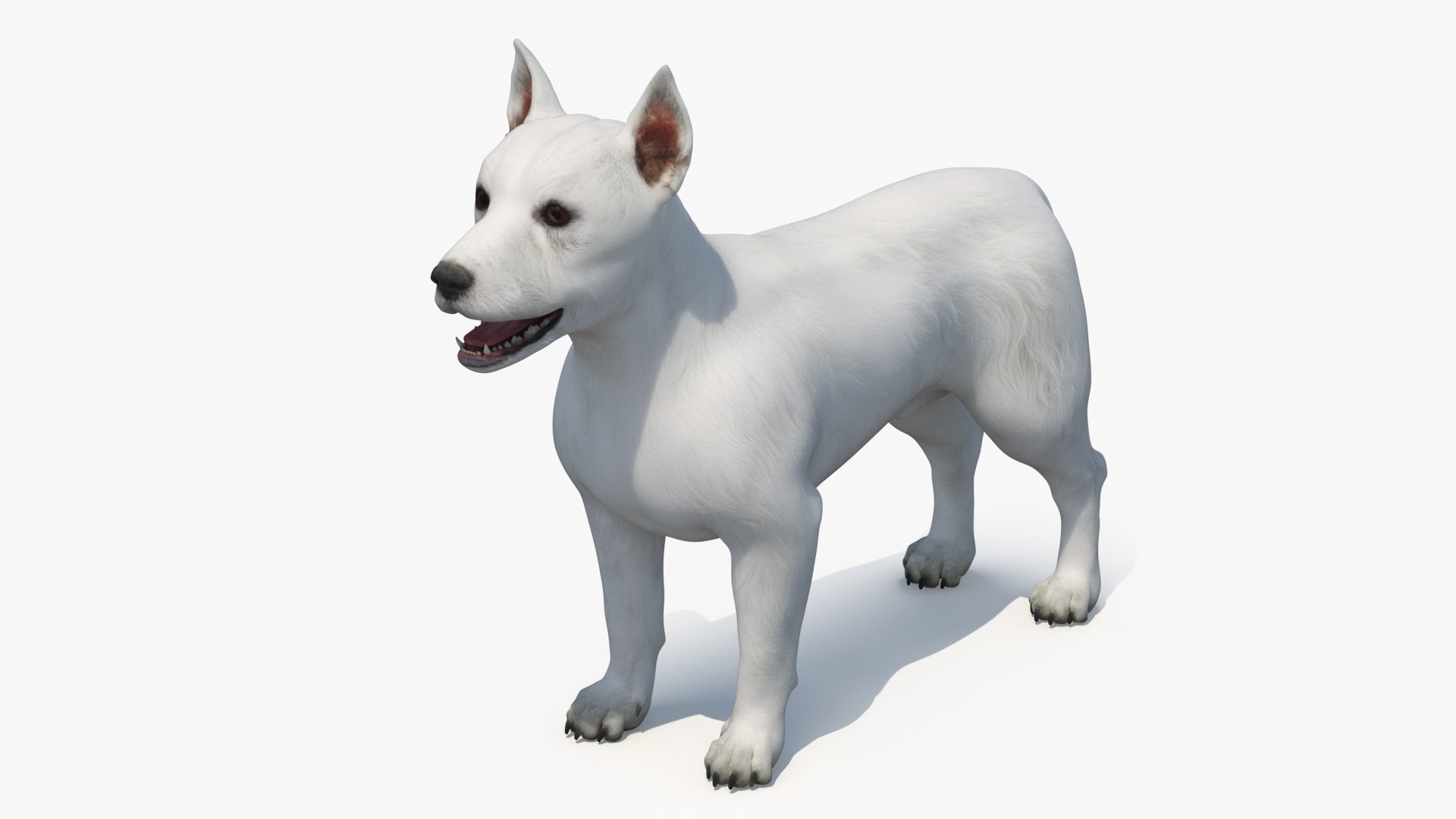 West Highland White Terrier Standard Pose 3D model preview