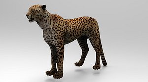 Cheetah - Rigged - Animated