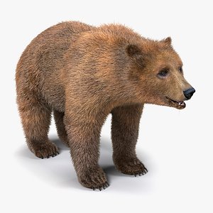 Brown Bear with Fur 3D Model