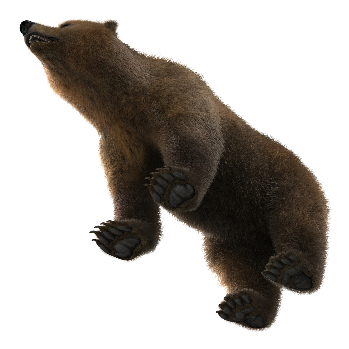 3d model brown bear fur