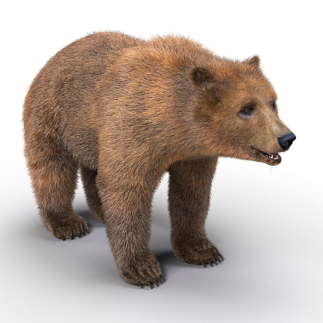 Brown Bear with Fur 3D Model 3D model preview