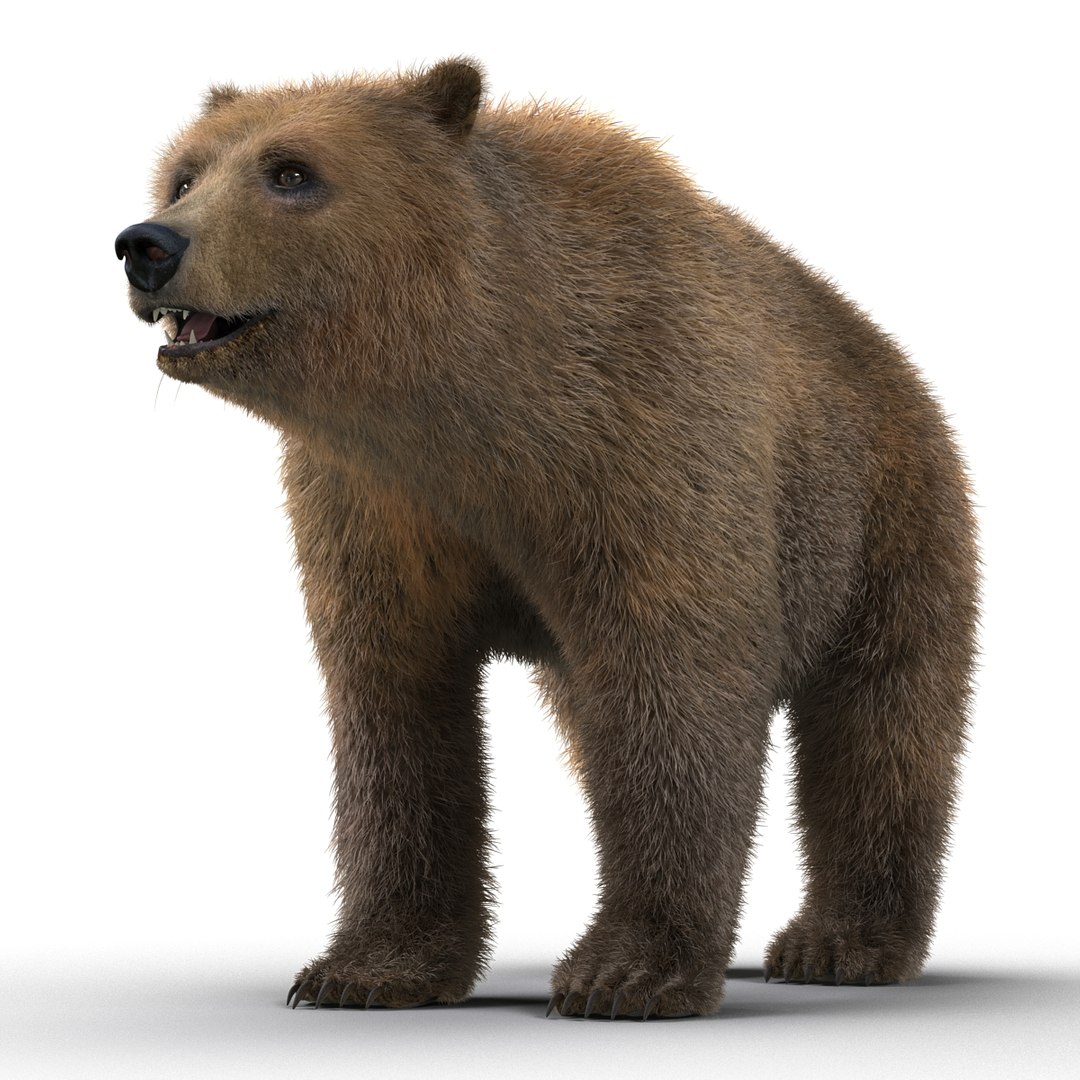 3d Model Brown Bear Fur