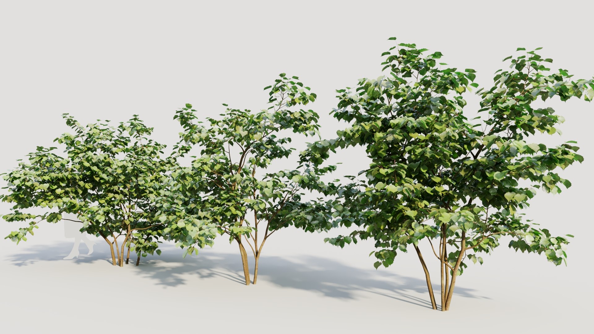 Corylus Avellana A Model - TurboSquid 2191411