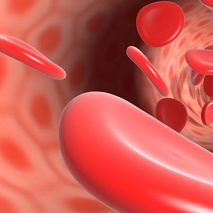 3d blood cells model