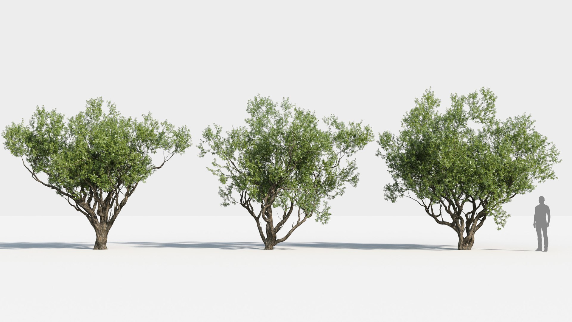plants africa trees growfx model https://p.turbosquid.com/ts-thumb/ID/0qWPVM/1C4TAKgc/africa_trees2/jpg/1582898915/1920x1080/fit_q87/a36da16fa542a4d2ab83b4d772b1727df7384ed6/africa_trees2.jpg