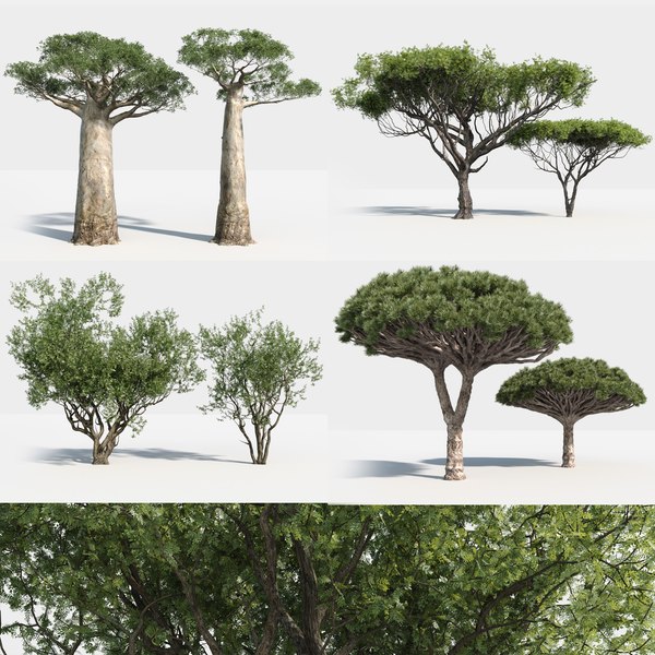 3D african baobab tree model - TurboSquid 1517395