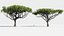 plants africa trees growfx model