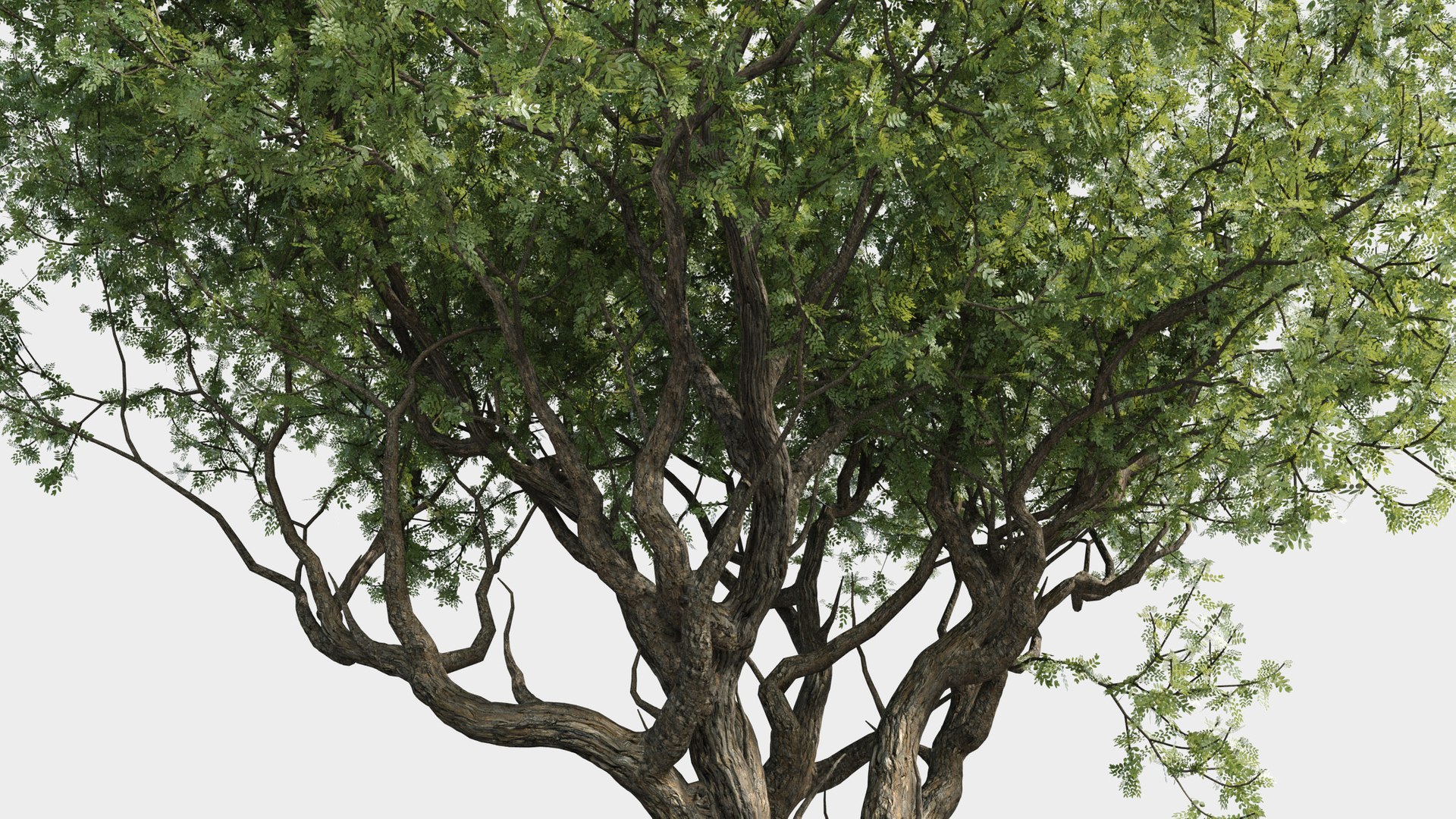 plants africa trees growfx model https://p.turbosquid.com/ts-thumb/ID/0qWPVM/b0rlZGlB/africa_trees4/jpg/1582898915/1920x1080/fit_q87/6f186e12fc724274c3c3bb07941bca61f76f93d1/africa_trees4.jpg
