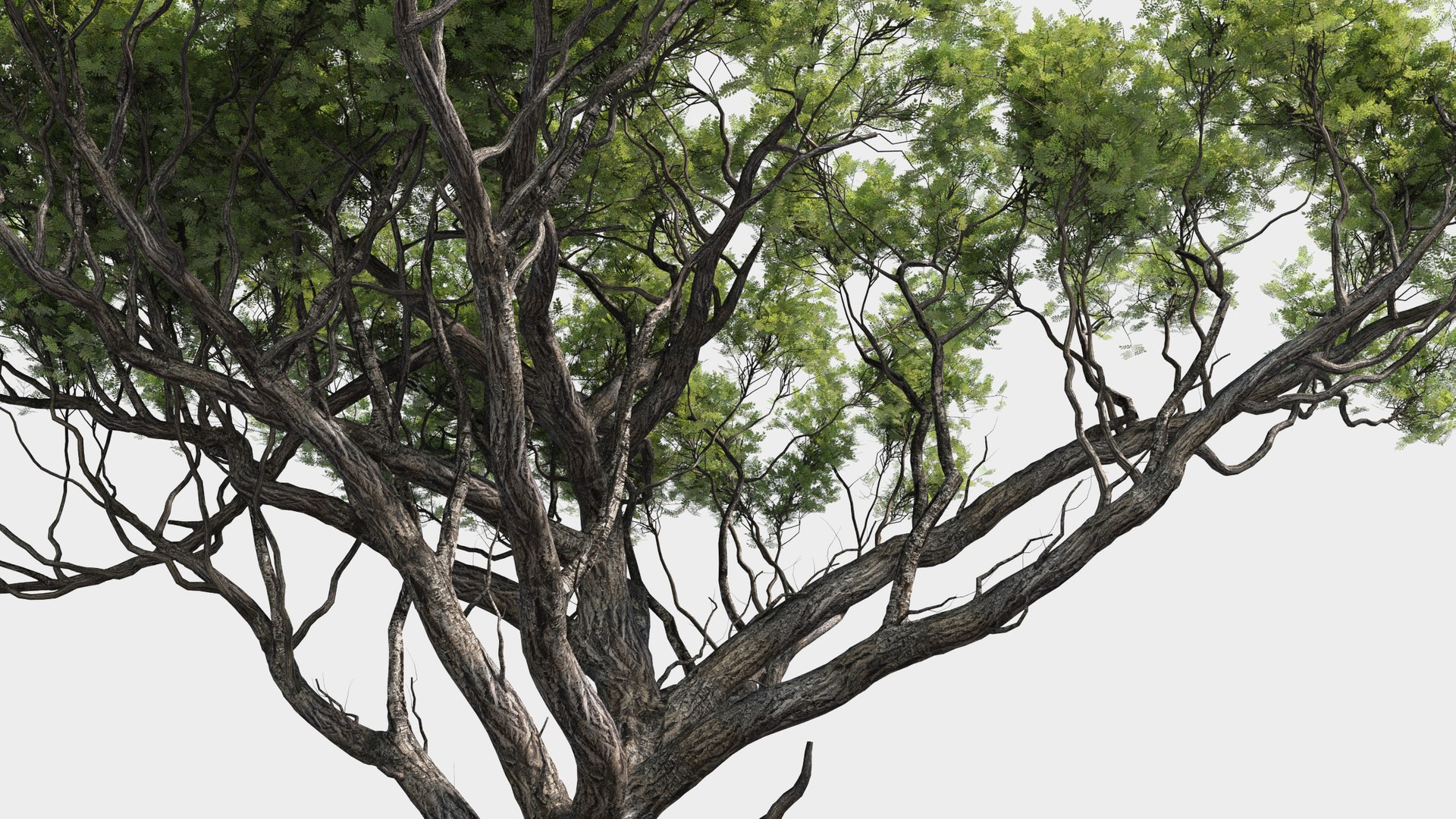 plants africa trees growfx model https://p.turbosquid.com/ts-thumb/ID/0qWPVM/ibXLzDQ9/africa_trees8/jpg/1582898926/1920x1080/fit_q87/7d5568250aafb1635c9da695b114959fd6d03246/africa_trees8.jpg
