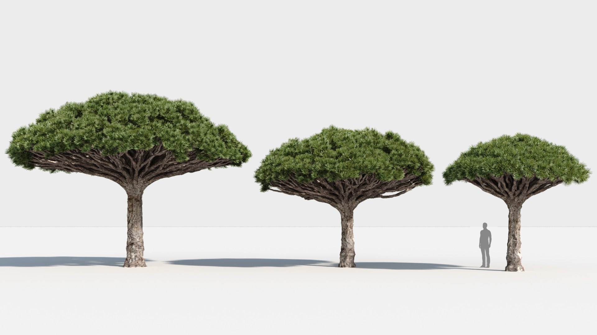 plants africa trees growfx model https://p.turbosquid.com/ts-thumb/ID/0qWPVM/kbJpIKmn/africa_trees13/jpg/1582898956/1920x1080/fit_q87/83912e9ce59bfeb92238e92a7ef2ff702fe323ad/africa_trees13.jpg