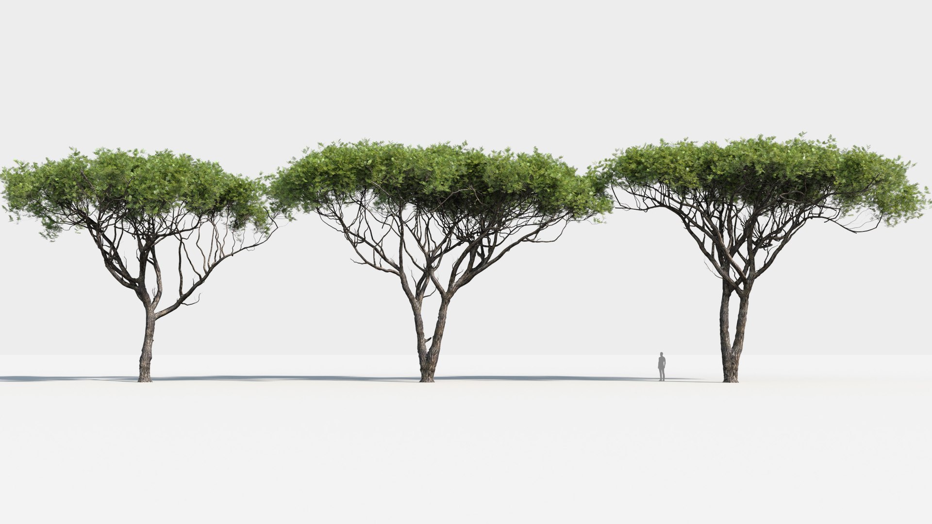 plants africa trees growfx model https://p.turbosquid.com/ts-thumb/ID/0qWPVM/nZ3htL8Z/africa_trees7/jpg/1582898926/1920x1080/fit_q87/c9bd1fe6bc587ac83563ed1d59311eb6eff33ed8/africa_trees7.jpg