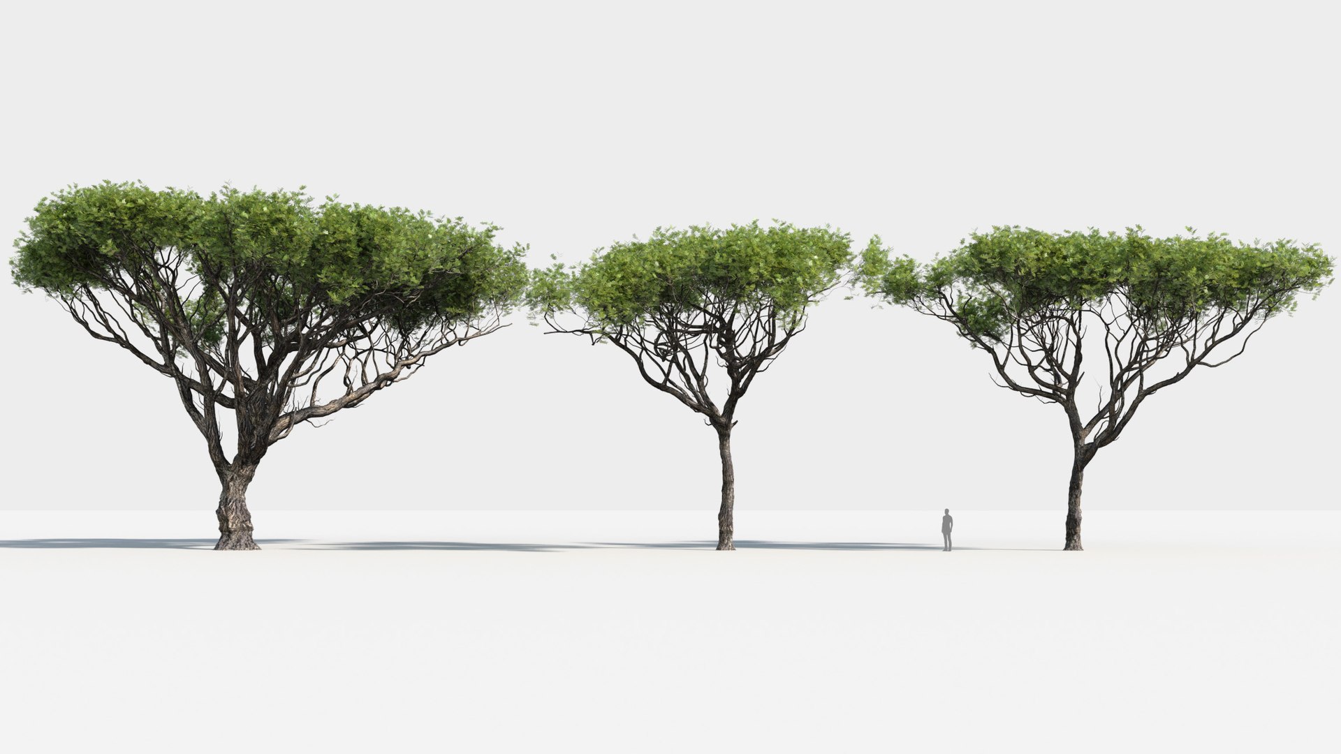 plants africa trees growfx model https://p.turbosquid.com/ts-thumb/ID/0qWPVM/o1EpZzWo/africa_trees6/jpg/1582898926/1920x1080/fit_q87/5ae0a80d820fb52fdae87a08d204783420189cdf/africa_trees6.jpg
