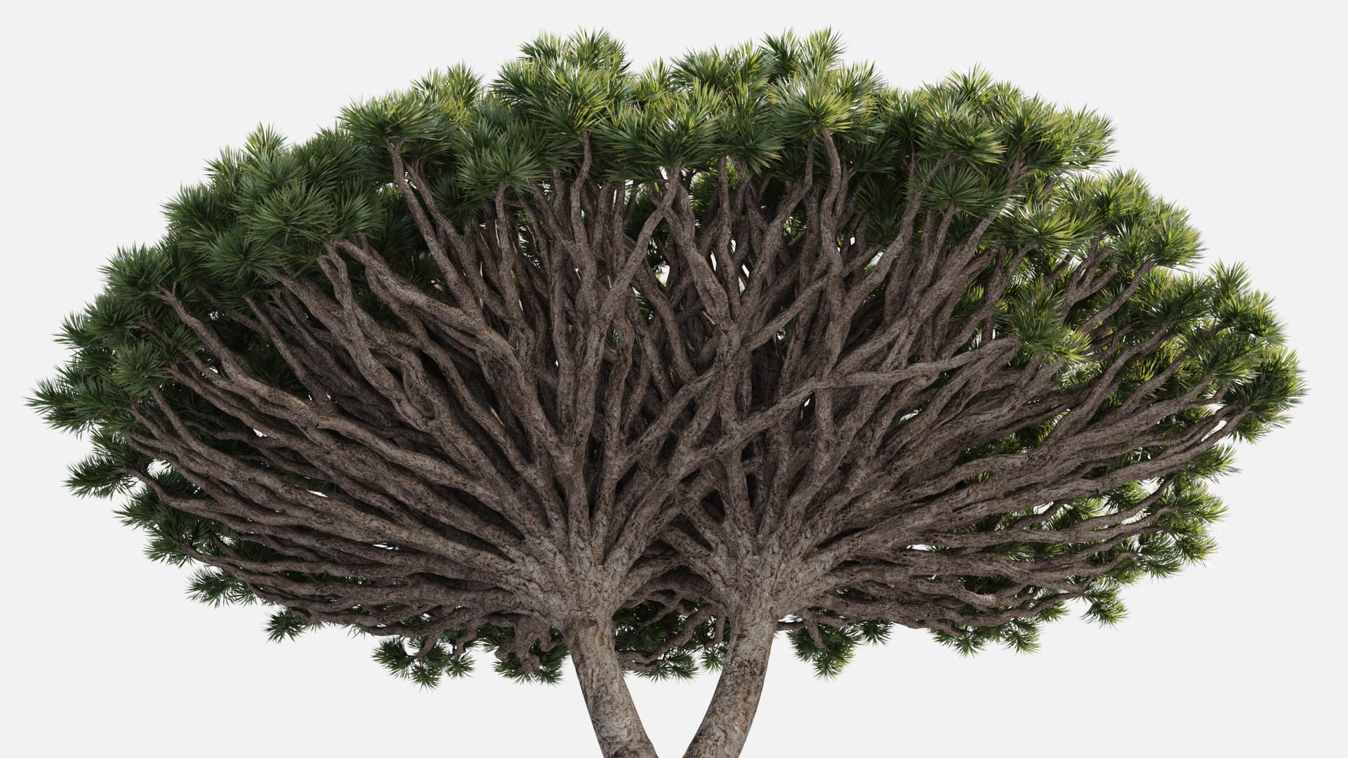 plants africa trees growfx model https://p.turbosquid.com/ts-thumb/ID/0qWPVM/xGR89a7t/africa_trees15/jpg/1582898956/1920x1080/fit_q87/d6a767c6b4dd631e112a58f667464b4021655f29/africa_trees15.jpg