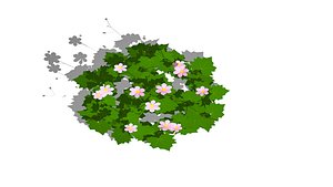 3D Anemone hybrida model