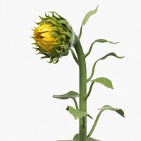 Curved Sunflower Bud Growing