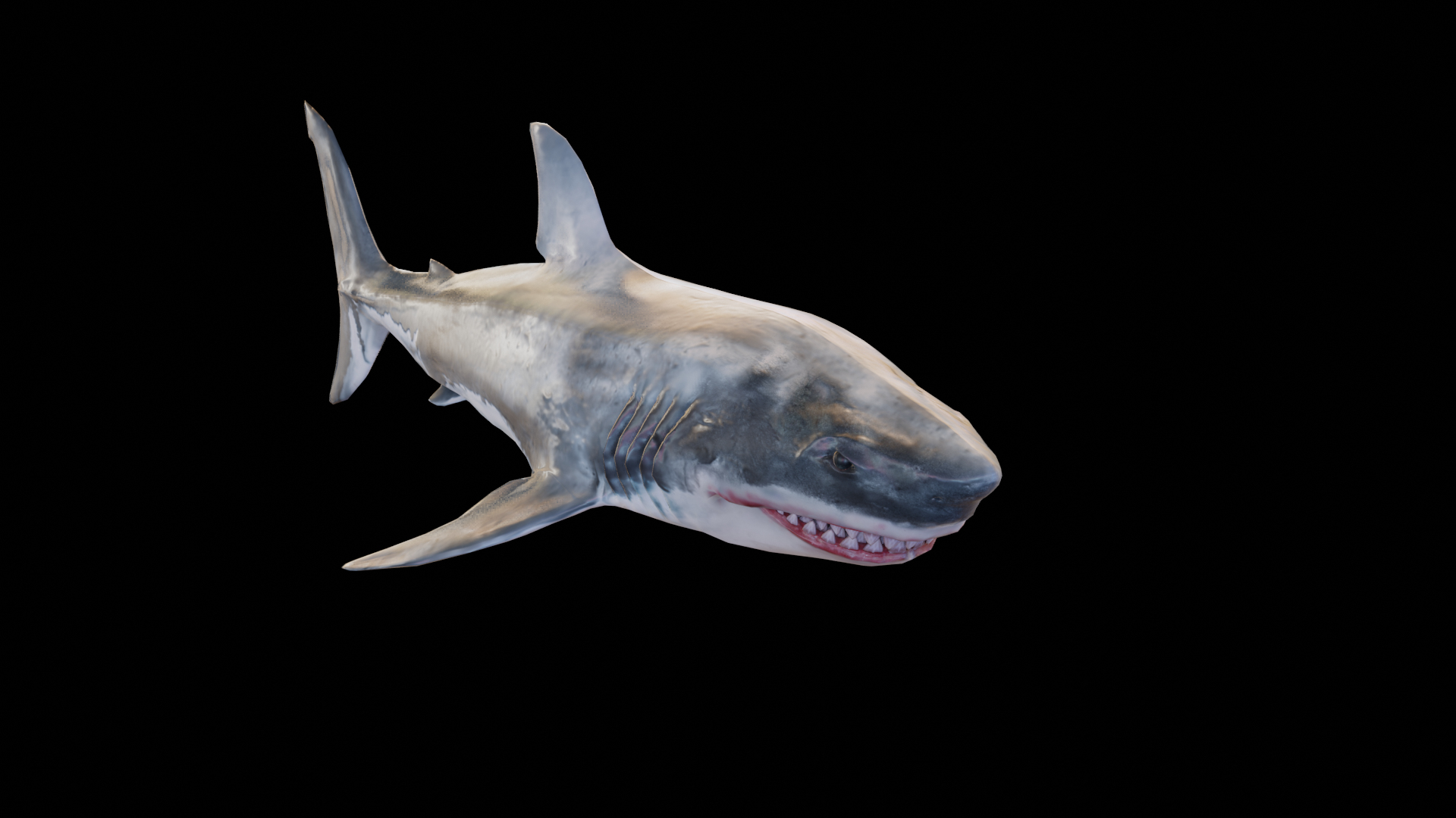 3D Great White Shark Rigged in Blender - TurboSquid 2009419