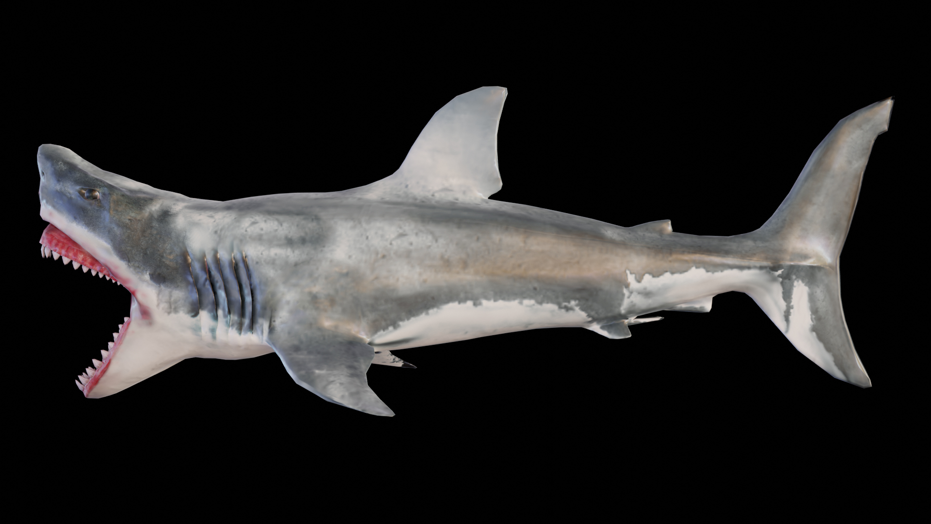 Great White Shark NO Rigged in Blender model - TurboSquid 2009438