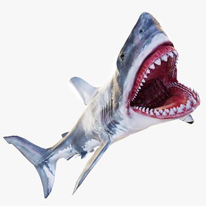 great white shark 3D model