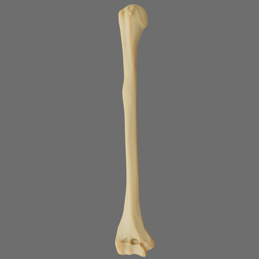 Humerus Anatomy Modeled 3D Model - TurboSquid 1384910