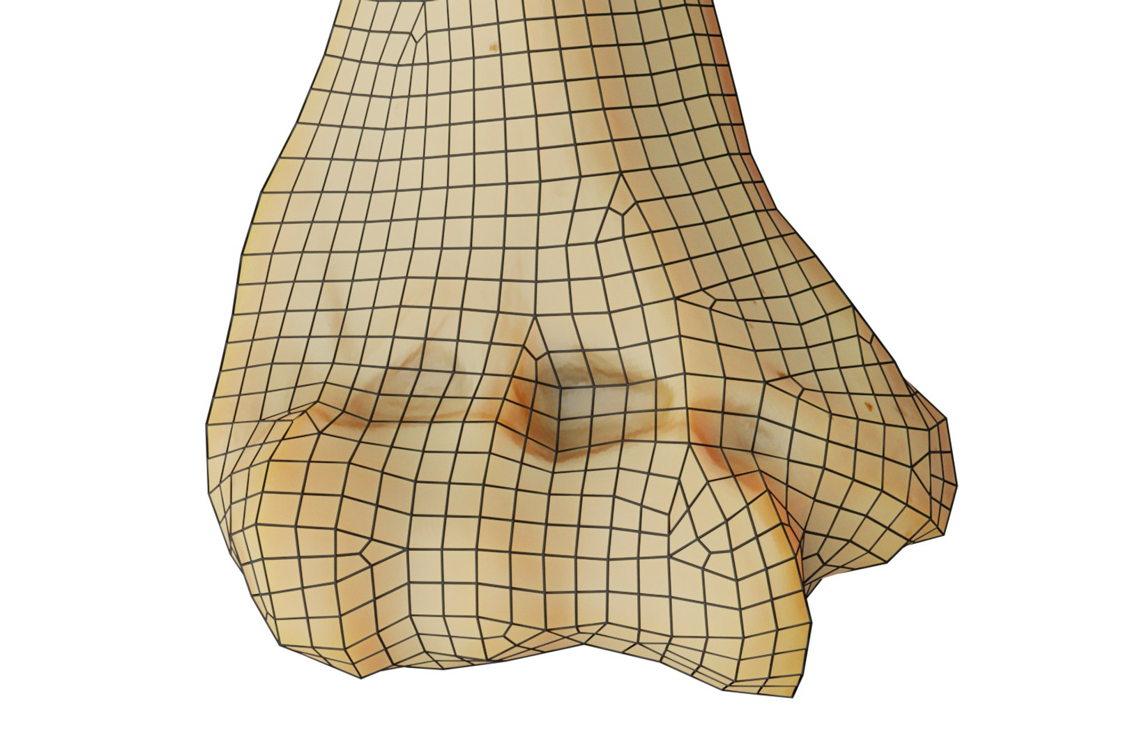 Humerus Anatomy Modeled 3D Model - TurboSquid 1384910