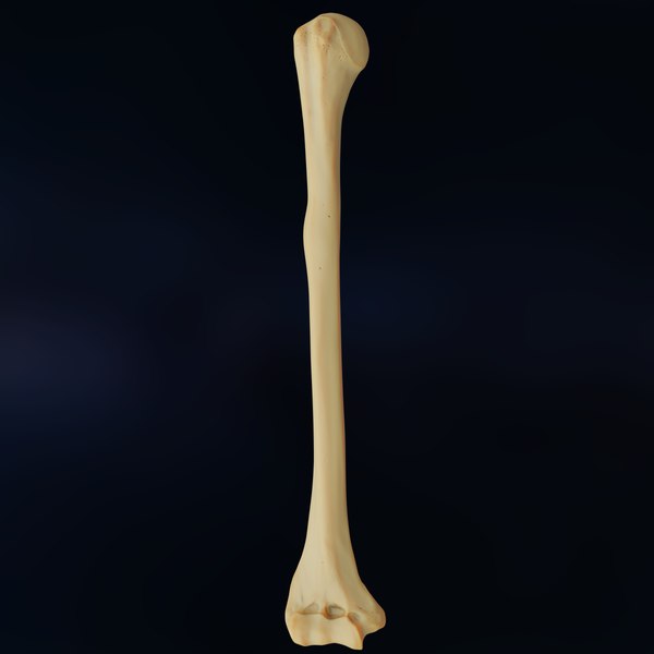Humerus 3d 모델 3D 모델 - TurboSquid 1384910
