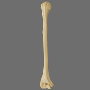 Humerus 3d Model