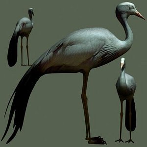 Bird36