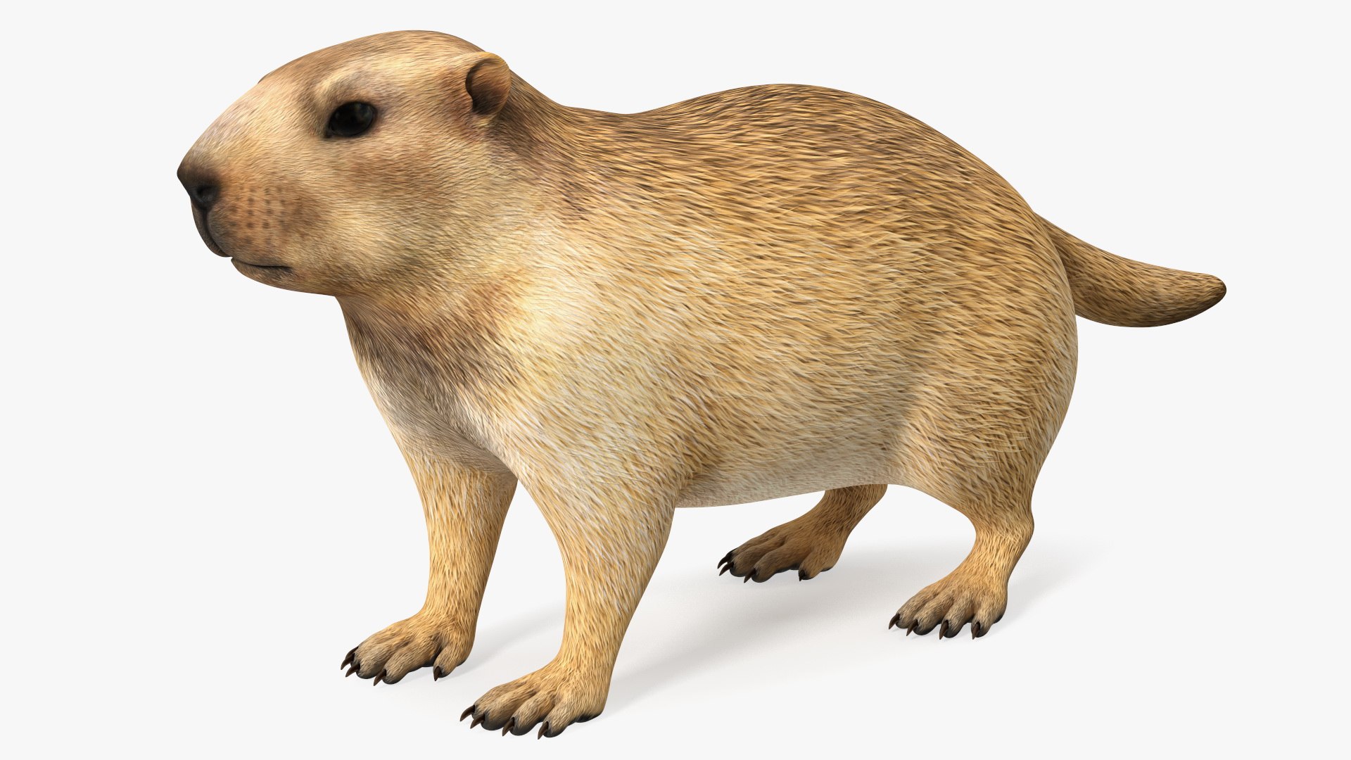 Marmot Rigged for Maya 3D model preview