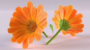 Calendula medicinal plant