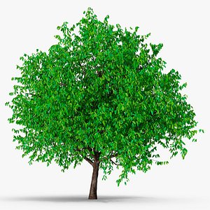 Cherry Blossom Tree 3D model