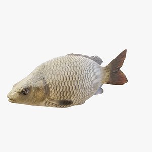 Carp - Rigged and Animated PBR