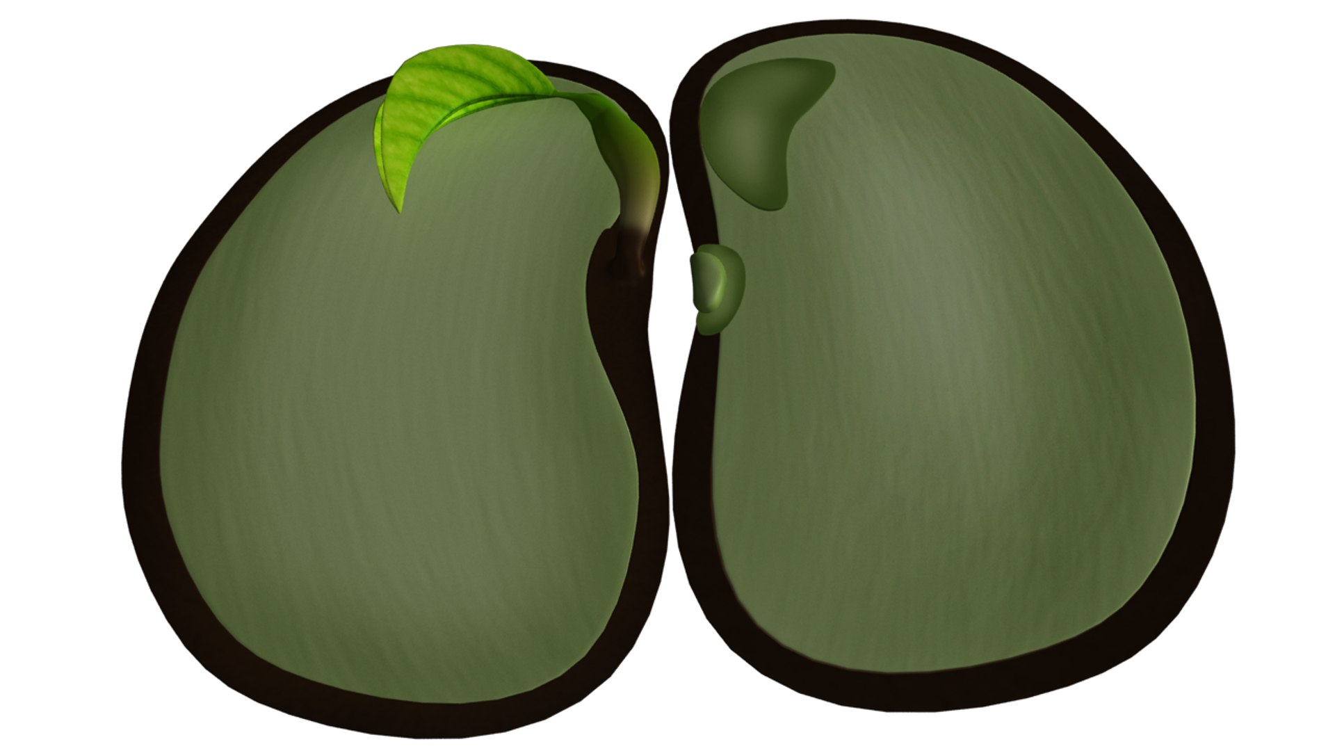 Monocot Seed Picture