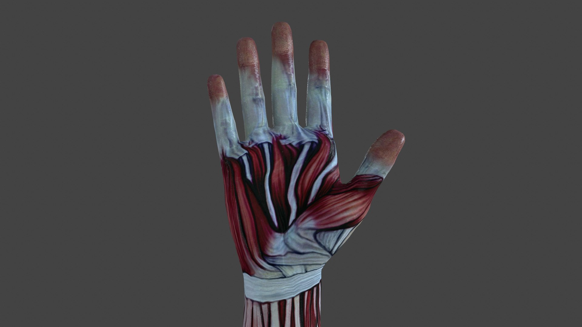 Hand anatomy 3D model - TurboSquid 1668693