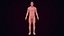 Cuerpo Natural Humano Con Sistema Circulatorio Con Corazón