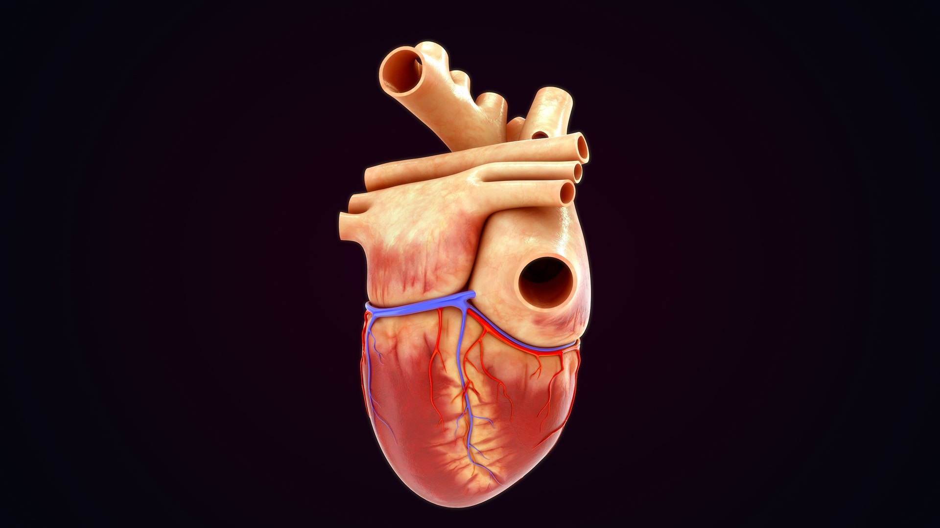 Human Natural Body With Circulatory System With Heart model https://p.turbosquid.com/ts-thumb/ID/o7SXCu/7a/circulatorysystemwithheart_0023/jpg/1657881730/1920x1080/fit_q87/425c75ad7ad2b7da78fff4a8c2b8f973b8128acf/circulatorysystemwithheart_0023.jpg