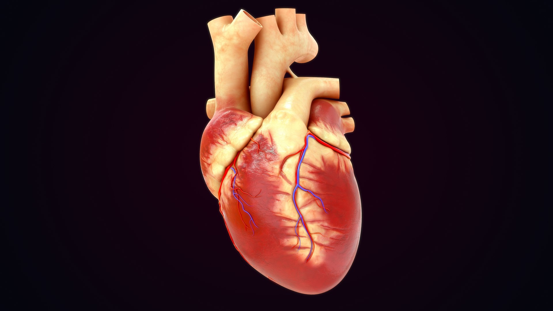 Human Natural Body With Circulatory System With Heart model https://p.turbosquid.com/ts-thumb/ID/o7SXCu/EH/circulatorysystemwithheart_0021/jpg/1657881727/1920x1080/fit_q87/1ee48fe688221ca51e8a74b9f1e54637096aeaa4/circulatorysystemwithheart_0021.jpg