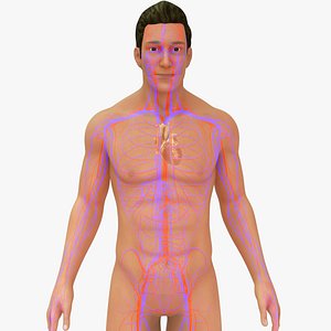 Human Natural Body With Circulatory System With Heart model