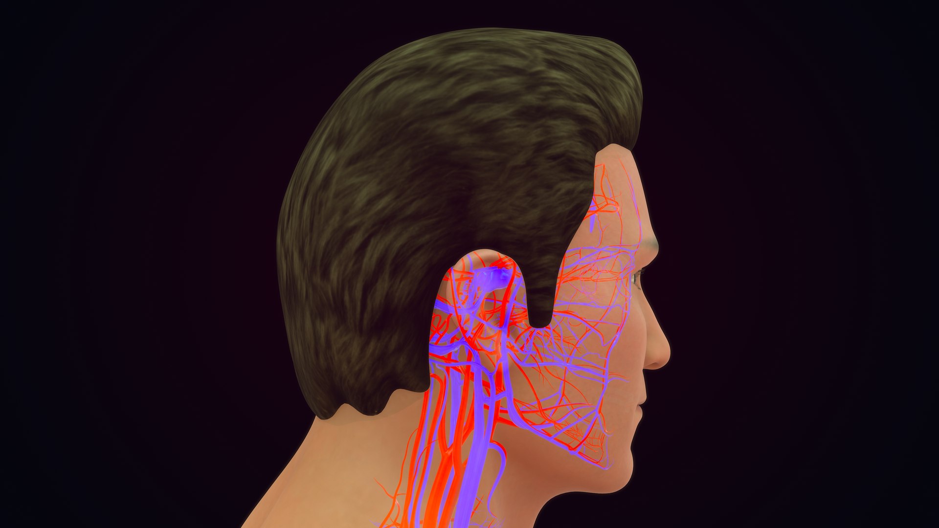 Human Natural Body With Circulatory System With Heart model https://p.turbosquid.com/ts-thumb/ID/o7SXCu/Xm/circulatorysystemwithheart_0013/jpg/1657881718/1920x1080/fit_q87/2b957d3a57700c0f72219d4b83d4dc81fa8fa466/circulatorysystemwithheart_0013.jpg