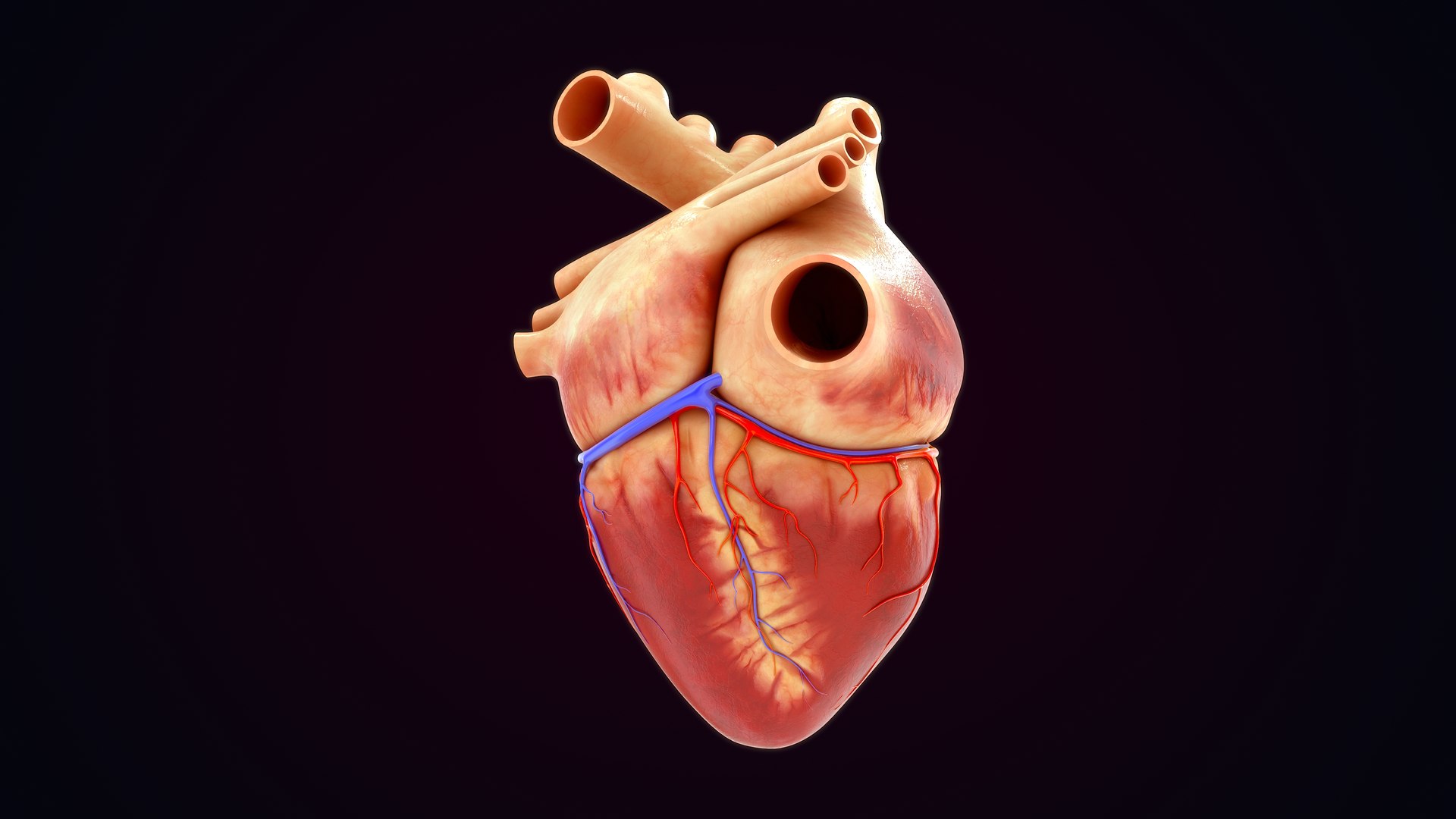 Human Natural Body With Circulatory System With Heart model https://p.turbosquid.com/ts-thumb/ID/o7SXCu/jo/circulatorysystemwithheart_0028/jpg/1657881736/1920x1080/fit_q87/ab8ab03fbc68c4e8271579a86cb91c5a78d73e7c/circulatorysystemwithheart_0028.jpg