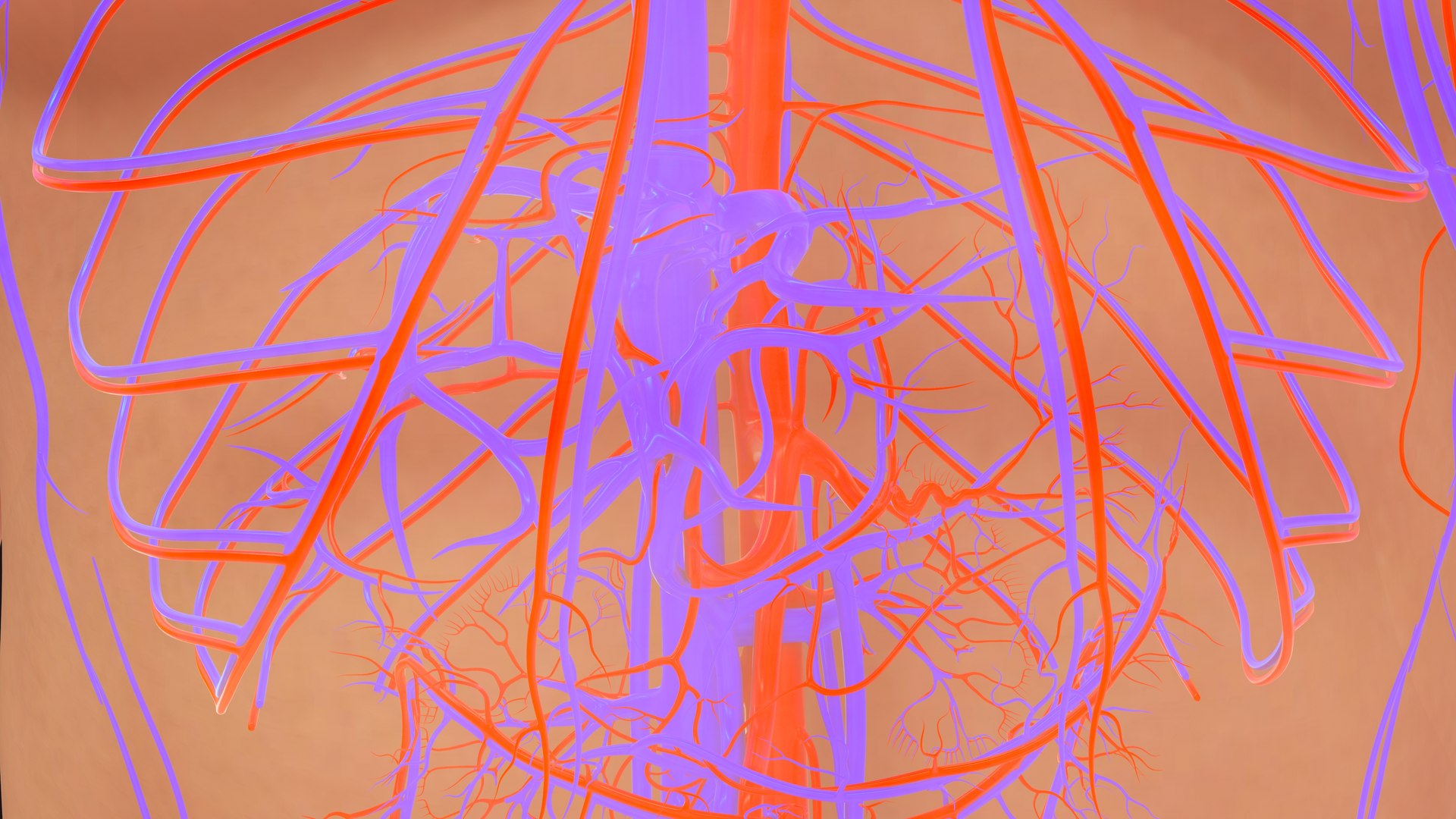 Human Natural Body With Circulatory System With Heart model https://p.turbosquid.com/ts-thumb/ID/o7SXCu/kA/circulatorysystemwithheart_0008/jpg/1657881723/1920x1080/fit_q87/8117c65d53179af14acf6ac7dc54b334edb1c89d/circulatorysystemwithheart_0008.jpg